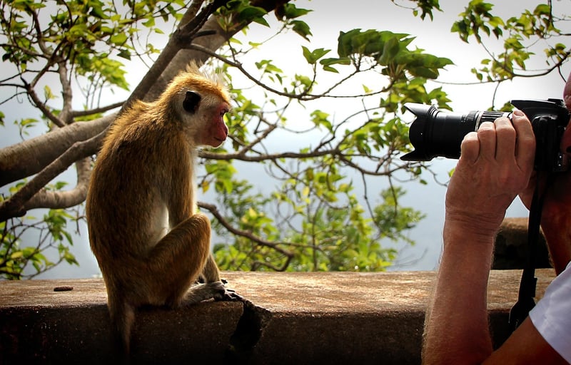 Celebrity Paparazzi
